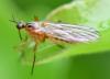 Empis trigramma